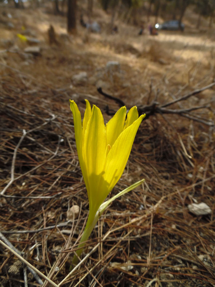 Изображение особи Sternbergia clusiana.