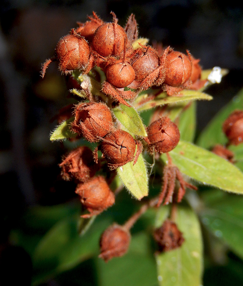 Image of Lysimachia verticillaris specimen.