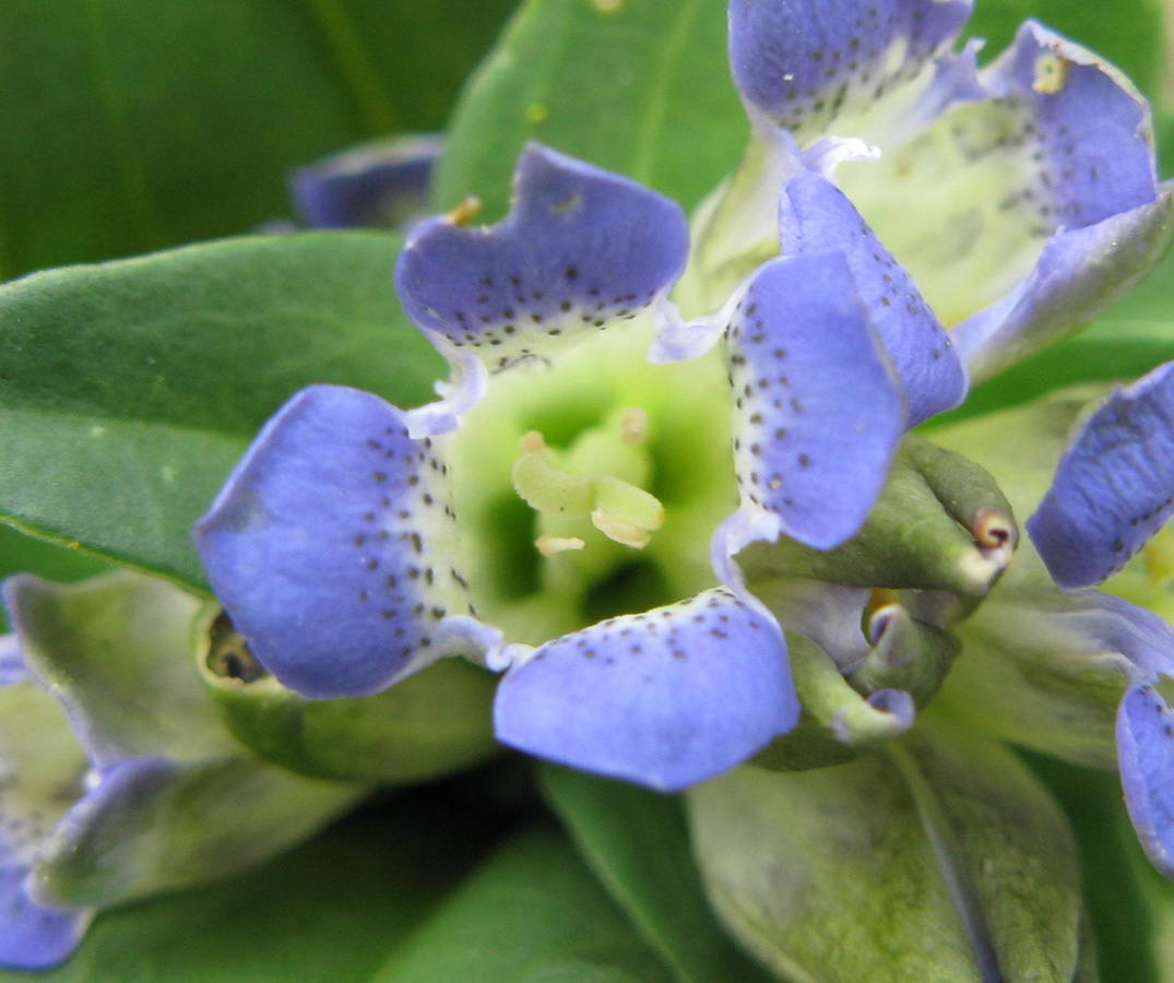 Image of Gentiana cruciata specimen.