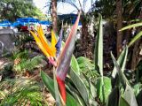 Strelitzia reginae