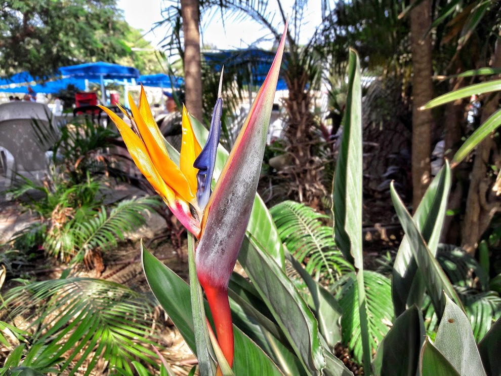 Изображение особи Strelitzia reginae.