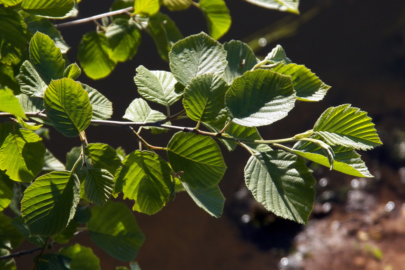 Изображение особи Alnus incana.