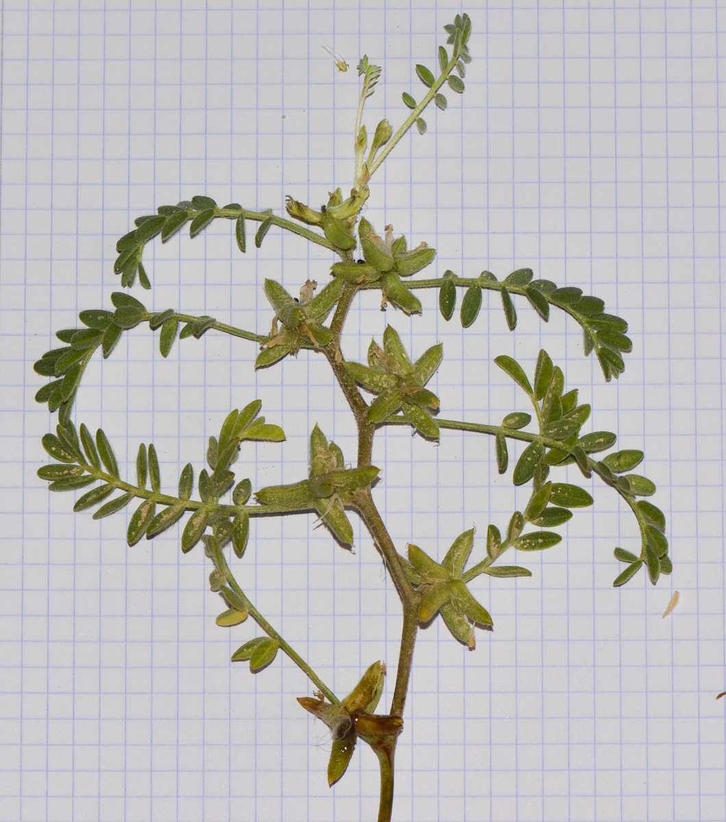 Image of Astragalus tribuloides specimen.