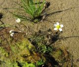 Ranunculus baudotii