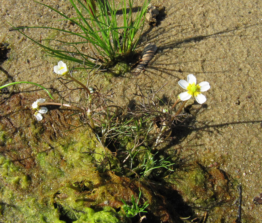 Изображение особи Ranunculus baudotii.