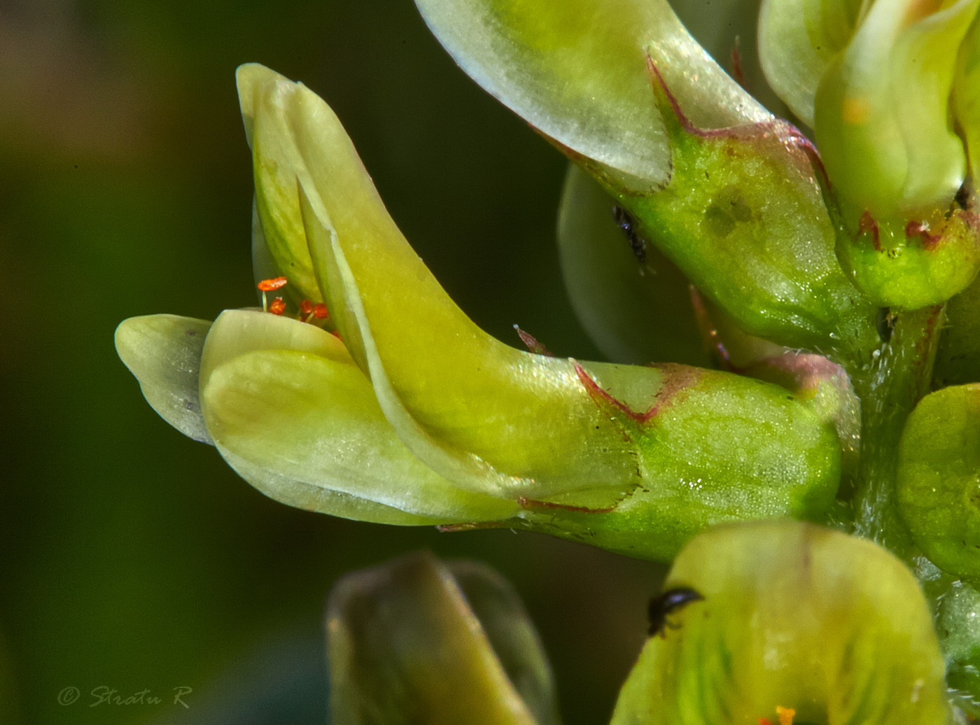 Изображение особи Astragalus glycyphyllos.