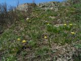 Tulipa uniflora. Цветущие растения на горном склоне. Республика Алтай, Шебалинский р-н, окр. с. Топучая, юго-западный склон на выс. около 950 м н.у.м. 9 мая 2009 г.