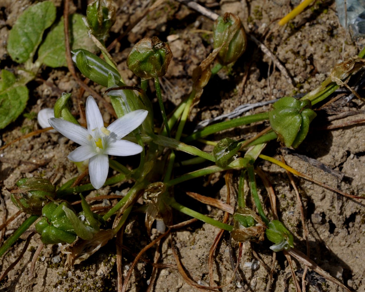 Изображение особи Ornithogalum sibthorpii.