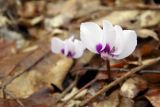 Cyclamen coum