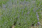 Lavandula angustifolia