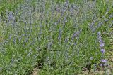 Lavandula angustifolia. Цветущие растения. Молдова, Кишинев, Ботанический сад АН Молдовы. 23.07.2014.