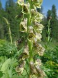 Aconitum sajanense