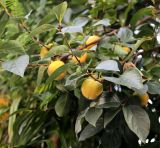 Diospyros kaki