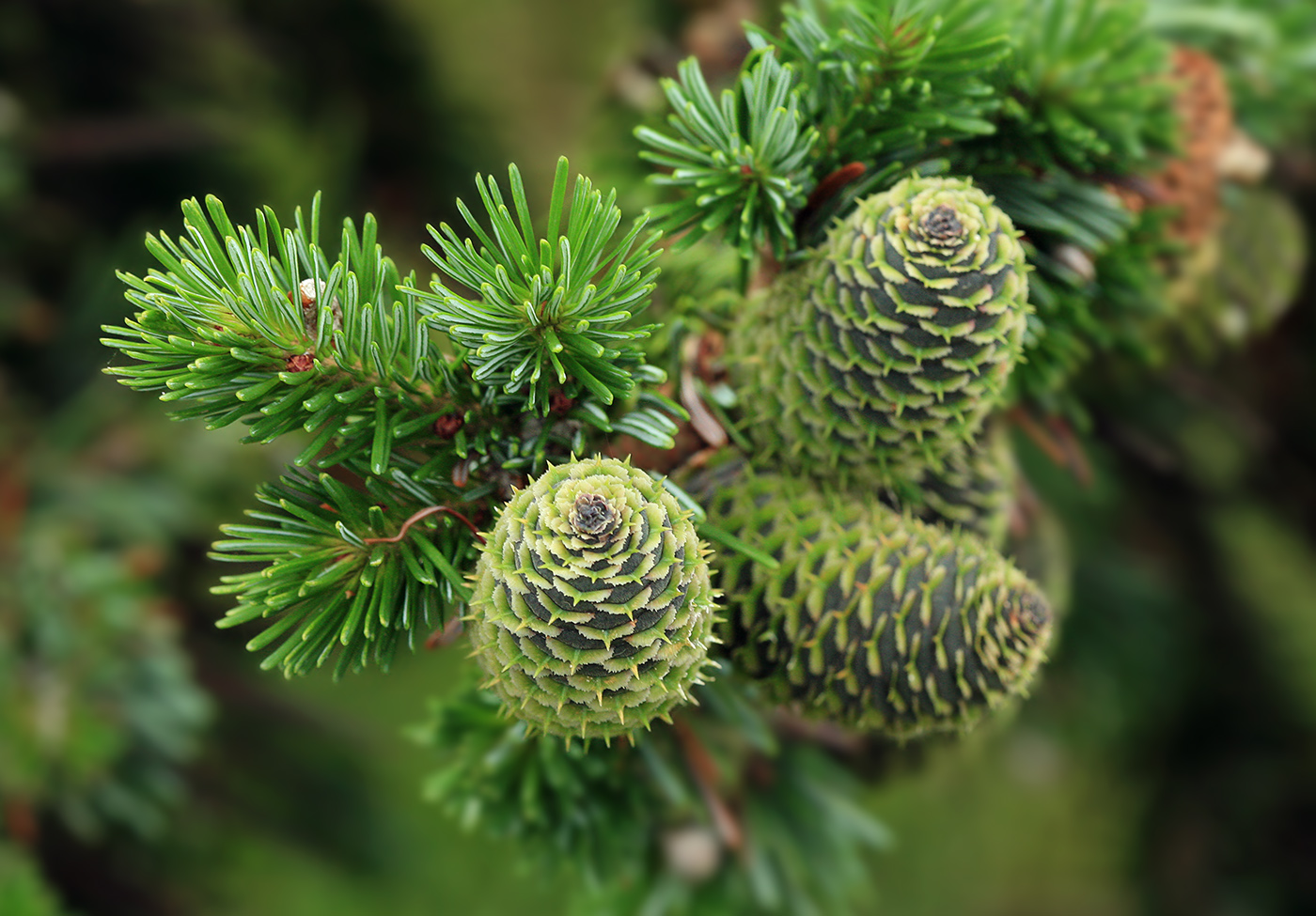 Image of Abies sachalinensis specimen.