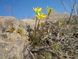 Gagea olgae. Цветущие растения. Южный Казахстан, западные отроги Киргизского хр., горы в окр. г. Тараз, ≈ 850 м н.у.м. 8 марта 2017 г.