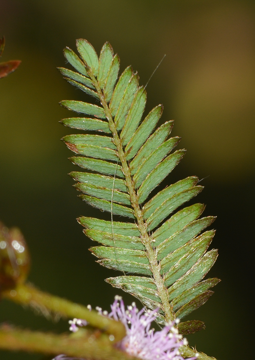 Image of Mimosa pudica specimen.