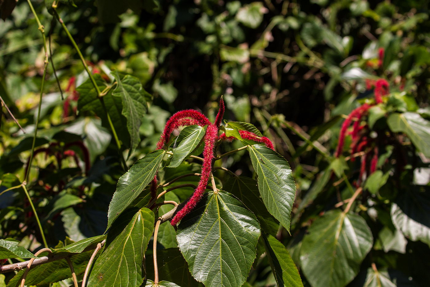 Image of Acalypha hispida specimen.