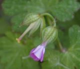 Geranium lucidum