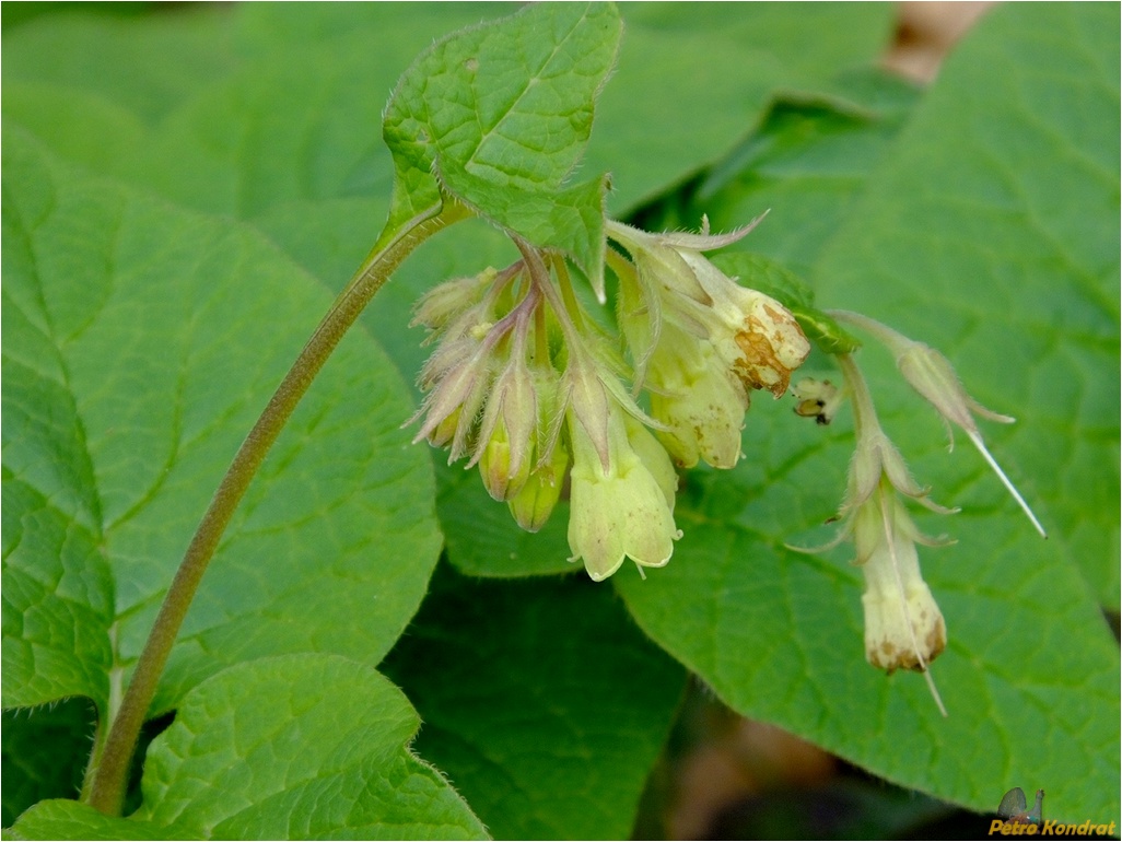 Изображение особи Symphytum cordatum.