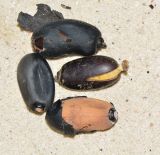 Pterygota alata