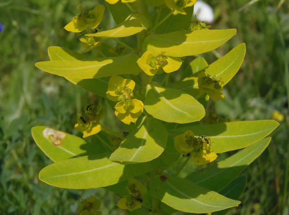 Изображение особи Euphorbia agraria.