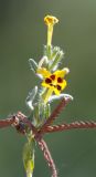 Смотреть изображение Arnebia coerulea