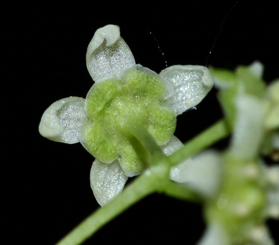 Изображение особи Euonymus maximowiczianus.