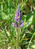 Polygala comosa. Верхушка цветущего растения. Ярославская обл., Переславский р-н, береговой склон реки Слуда у часовни Никиты Столпника. 09.06.2017.