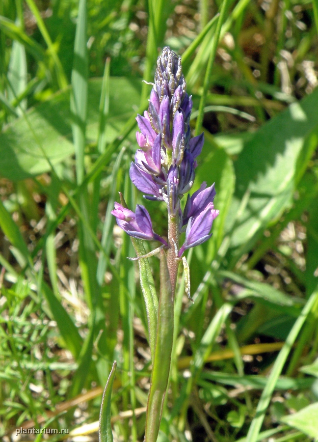 Image of Polygala comosa specimen.