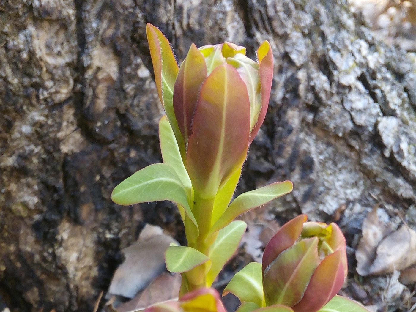 Image of Euphorbia komaroviana specimen.