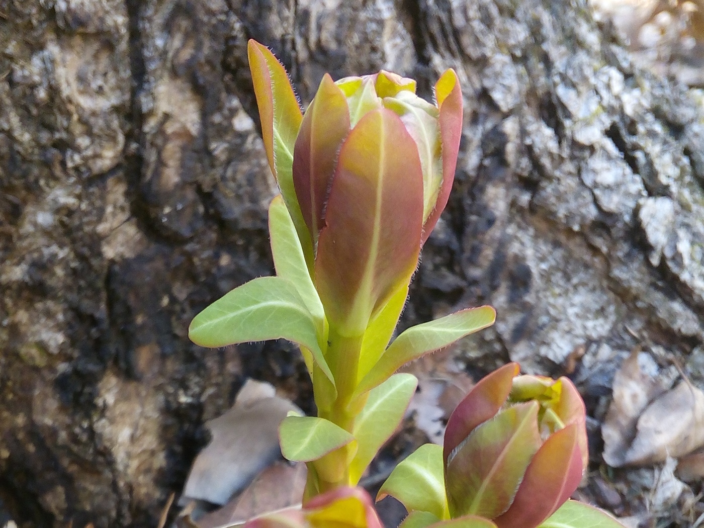 Изображение особи Euphorbia komaroviana.