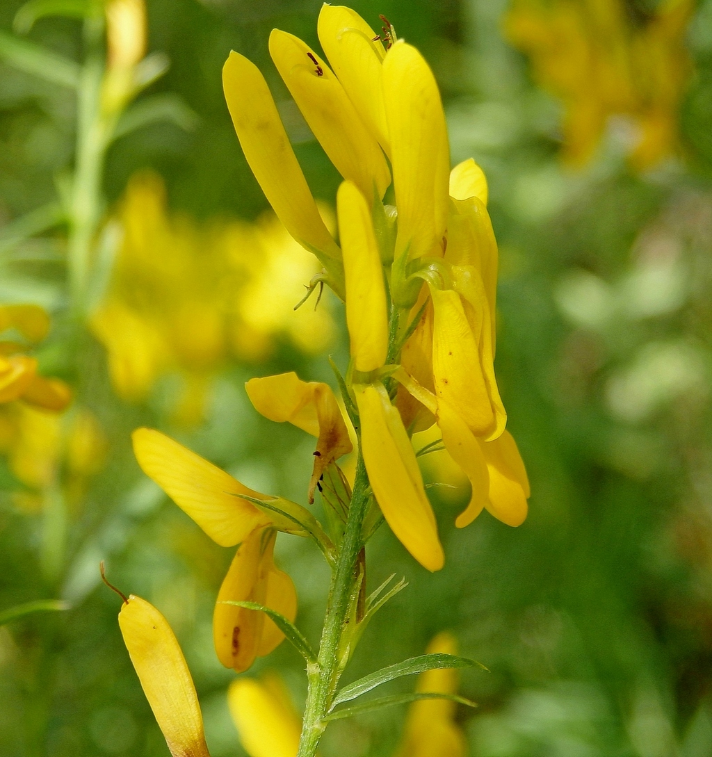 Изображение особи Genista patula.