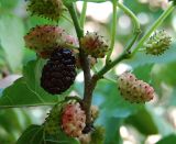 Morus alba