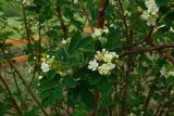 × Sorbocotoneaster pozdnjakovii