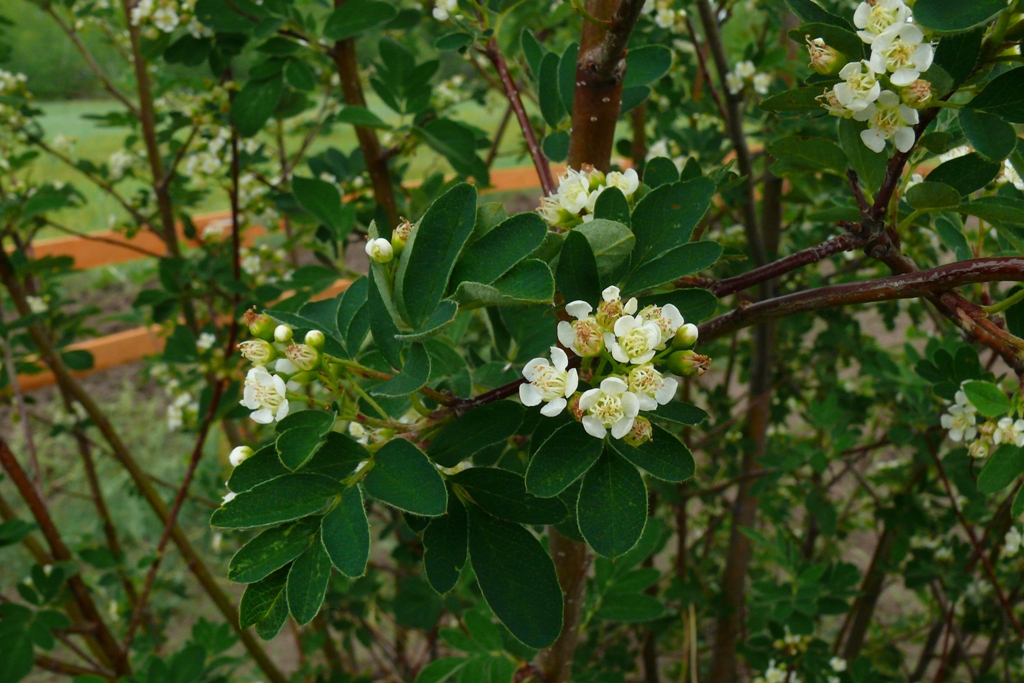 Изображение особи &times; Sorbocotoneaster pozdnjakovii.