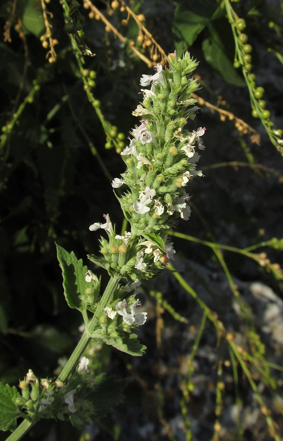 Изображение особи Nepeta cataria.