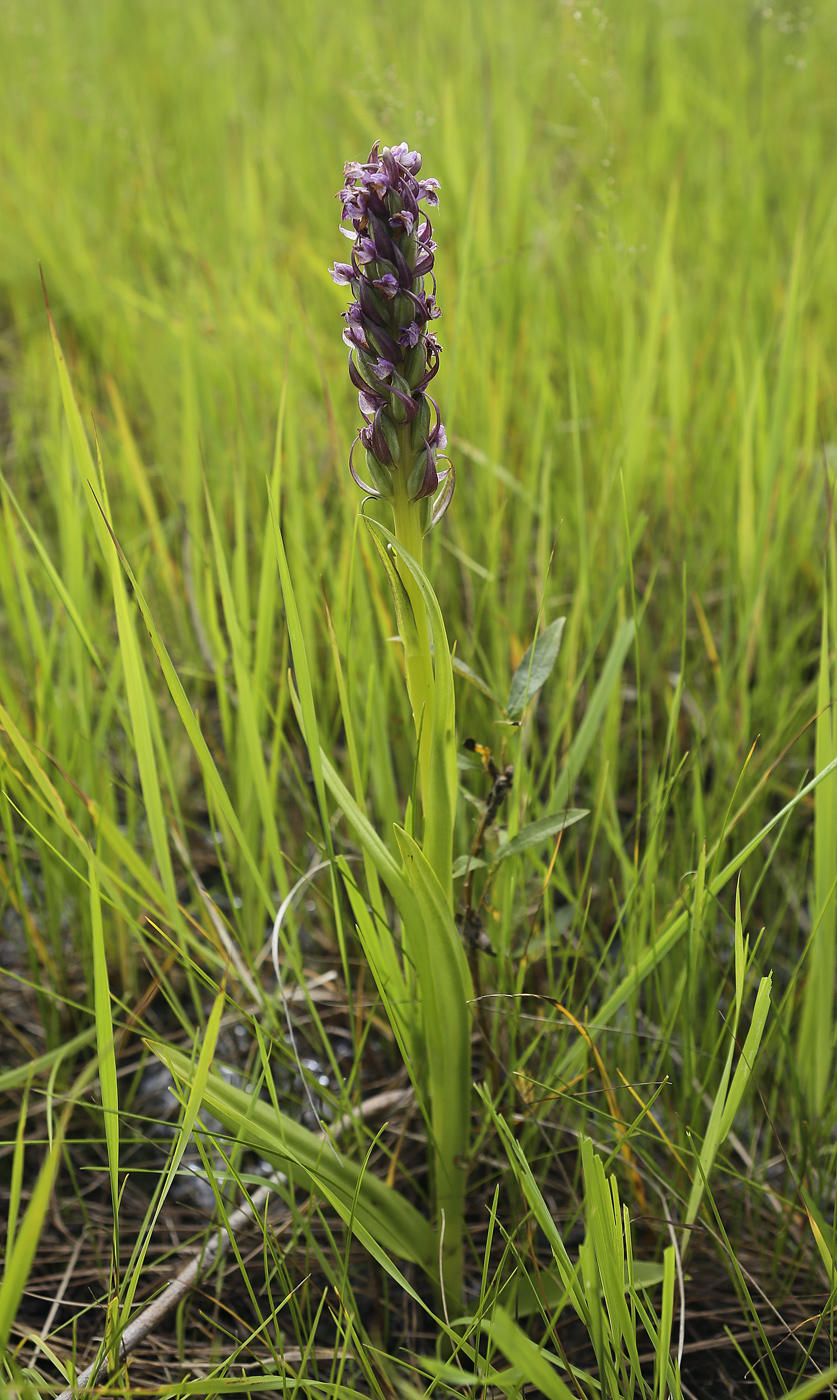 Image of Dactylorhiza incarnata specimen.