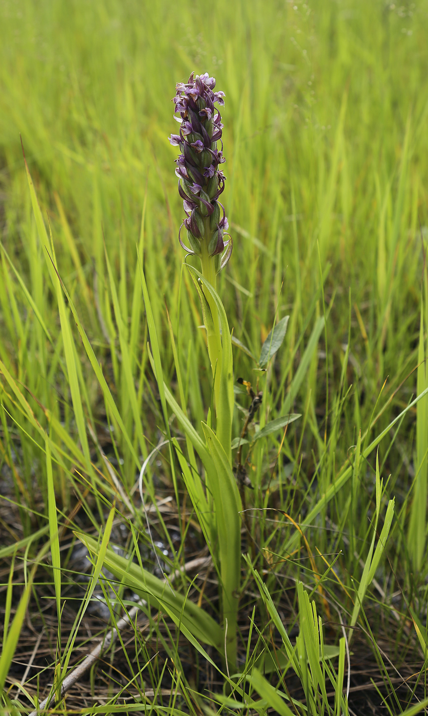 Изображение особи Dactylorhiza incarnata.