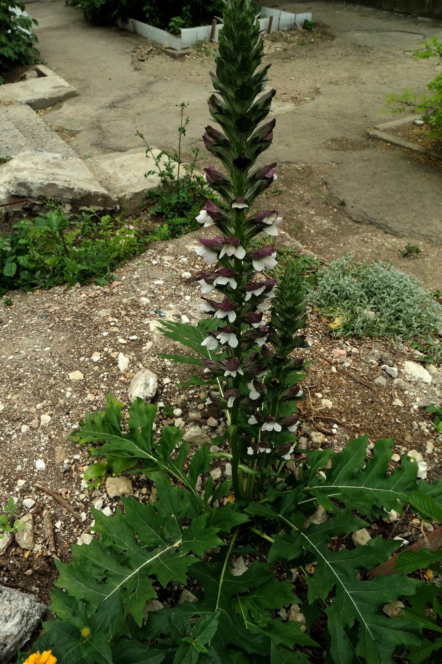 Image of Acanthus mollis specimen.