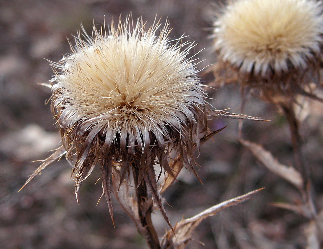 Image of Carlina biebersteinii specimen.