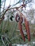 Alnus incana. Серёжки перед цветением. Чувашия, окр. г. Шумерля, берег р. Сура. 26 марта 2008 г.