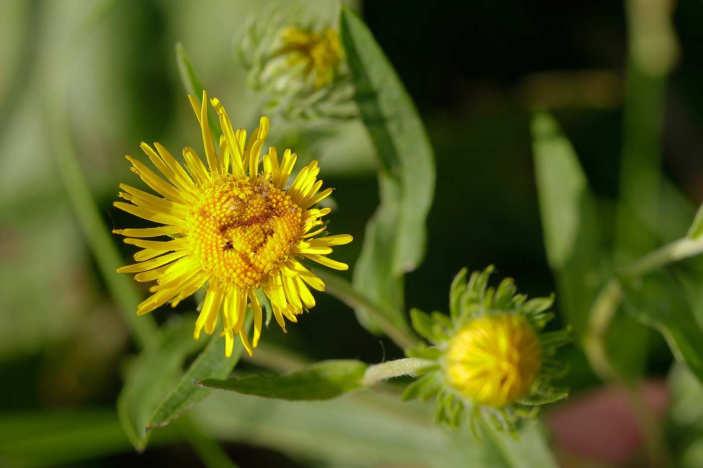 Image of Inula britannica specimen.