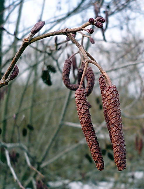 Image of Alnus incana specimen.