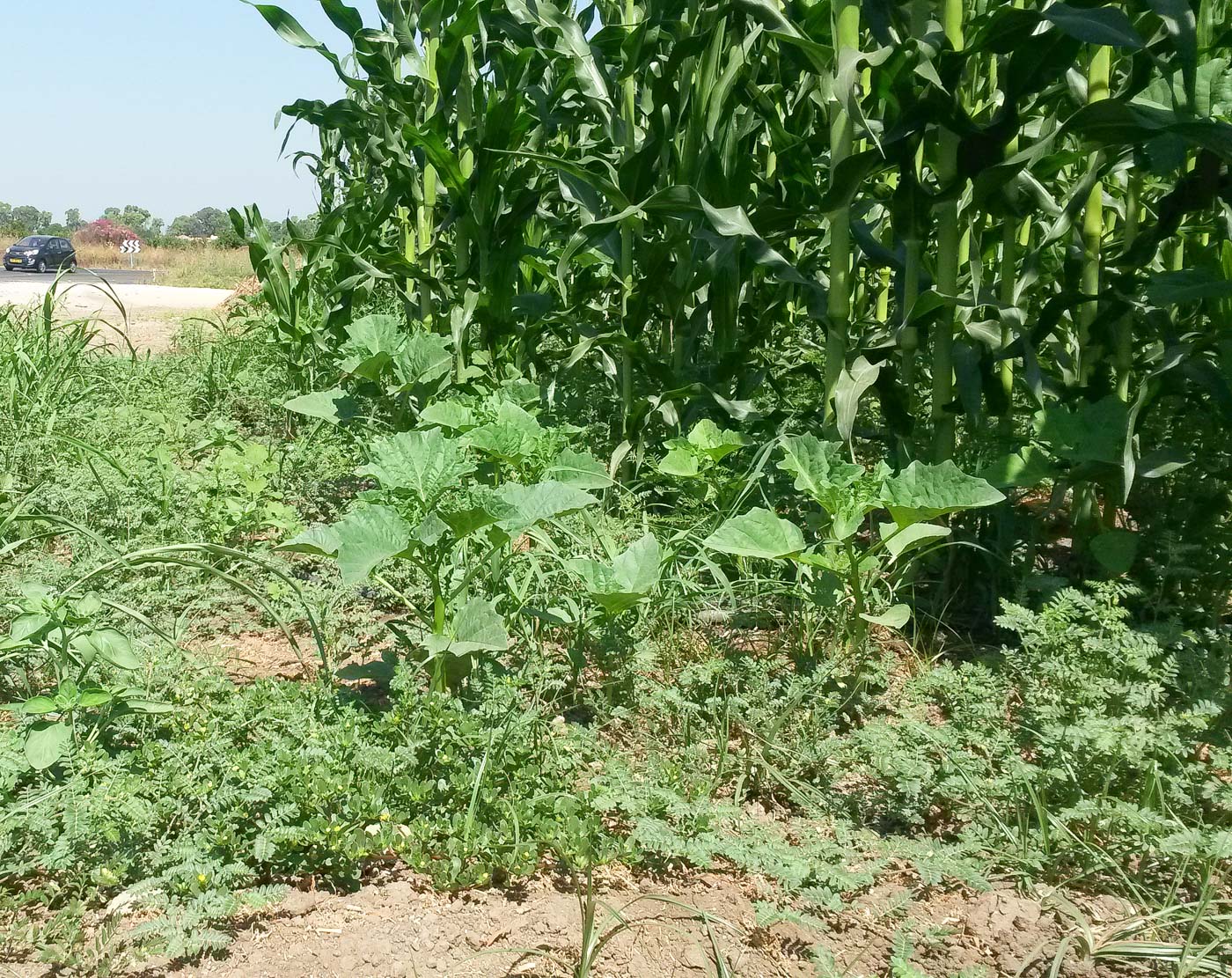 Изображение особи Datura ferox.