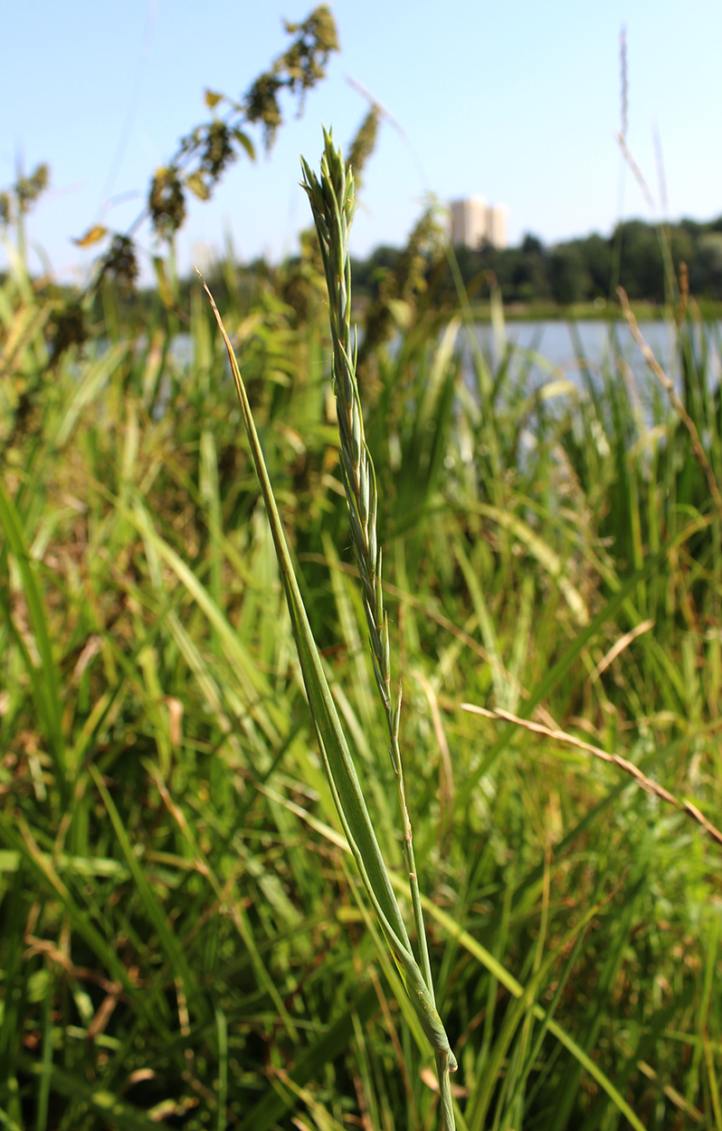 Image of Elytrigia repens specimen.