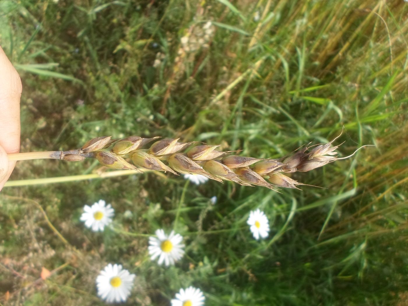 Изображение особи Triticum aestivum.