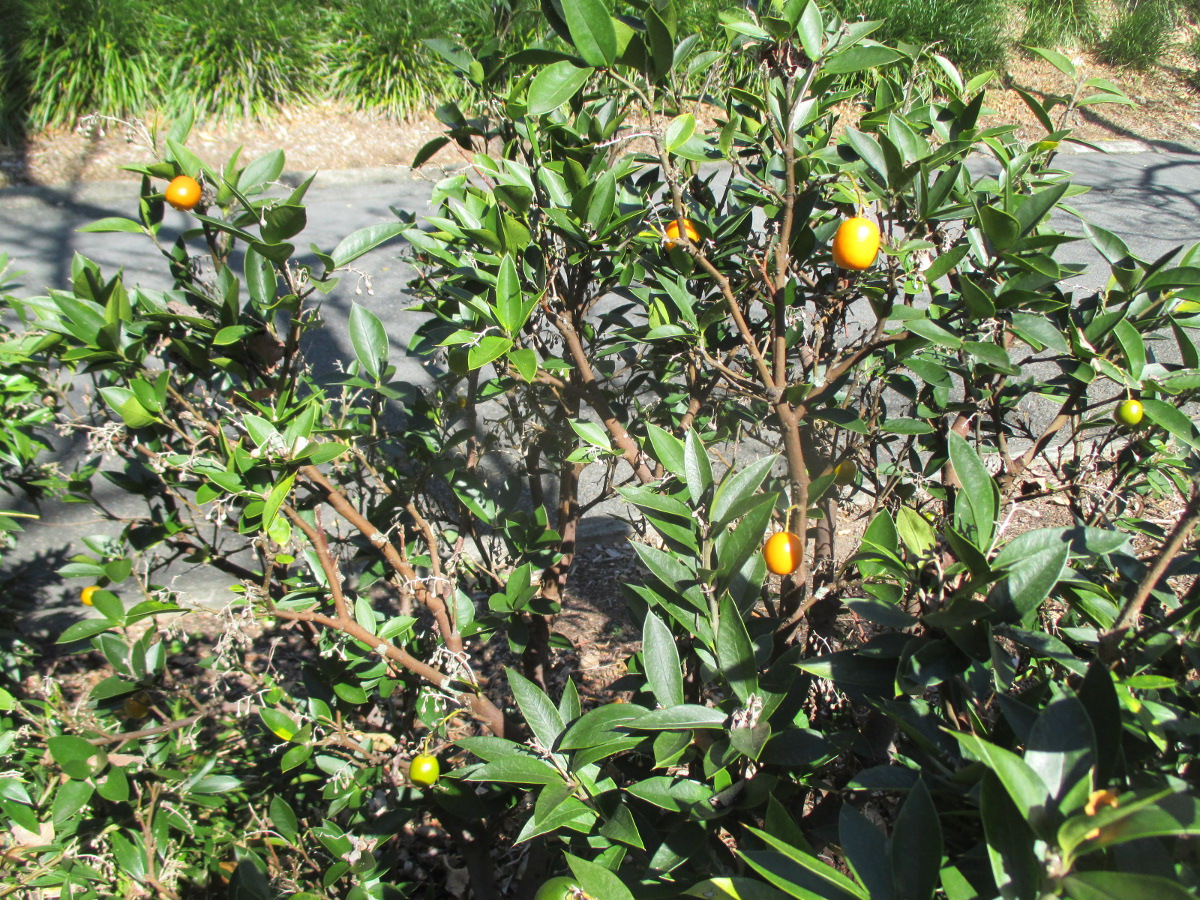 Изображение особи Bonellia macrocarpa.