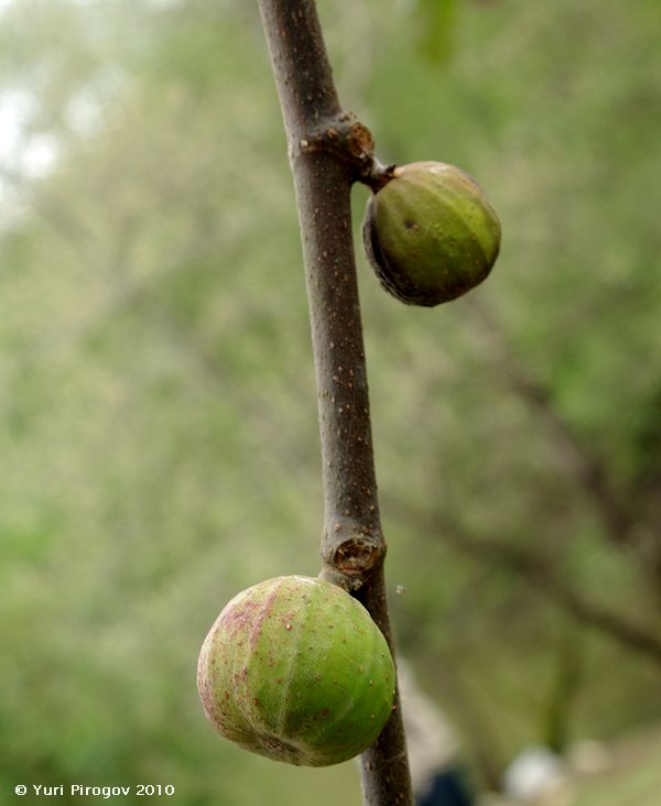 Image of Ficus carica specimen.