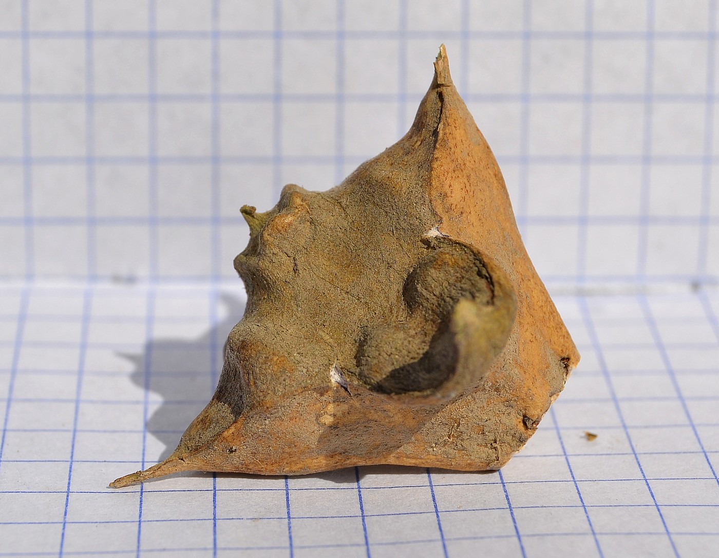 Image of Trapa astrachanica specimen.