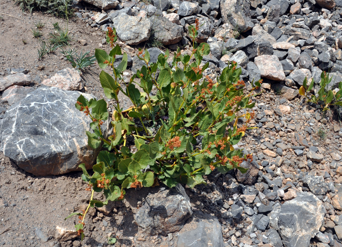 Изображение особи Aconogonon hissaricum.